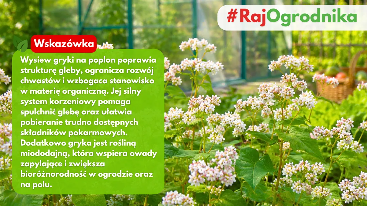 Jakie korzyści przynosi wysiew gryki w ogrodzie blog sklep rajogrodnika